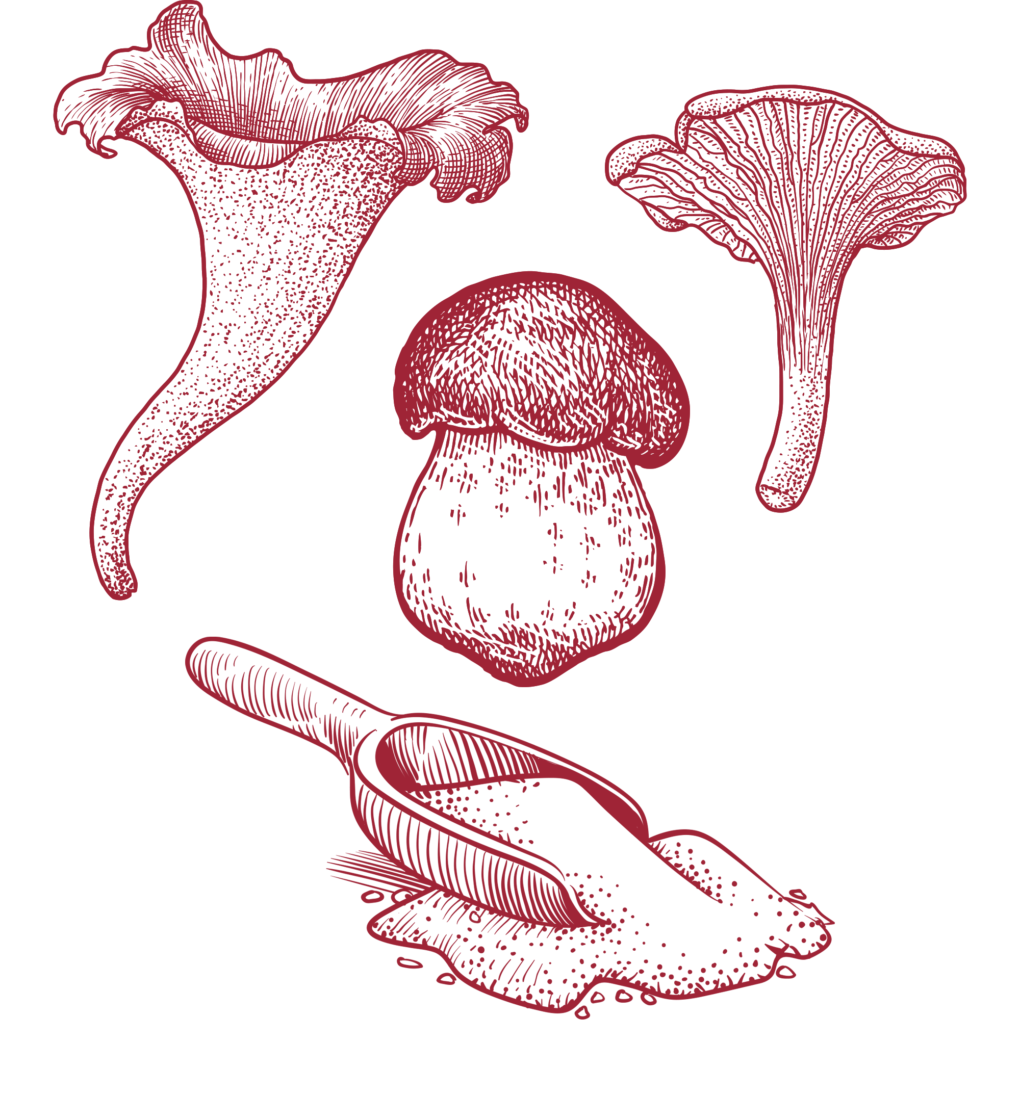 Sienisuola